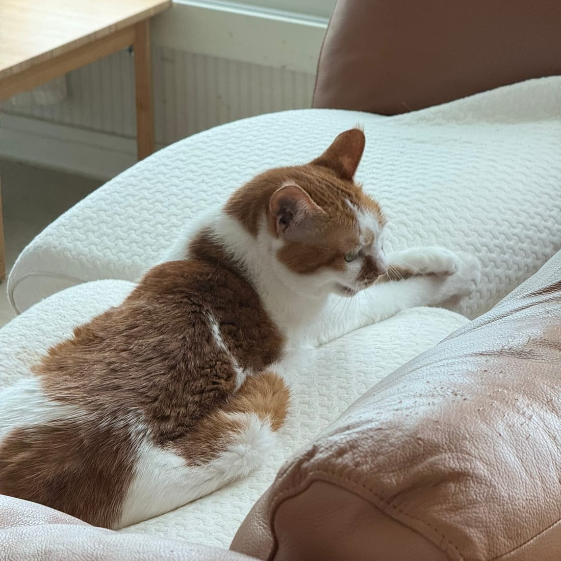 Yuja, an orange and white cat, licking her front paw while lying down