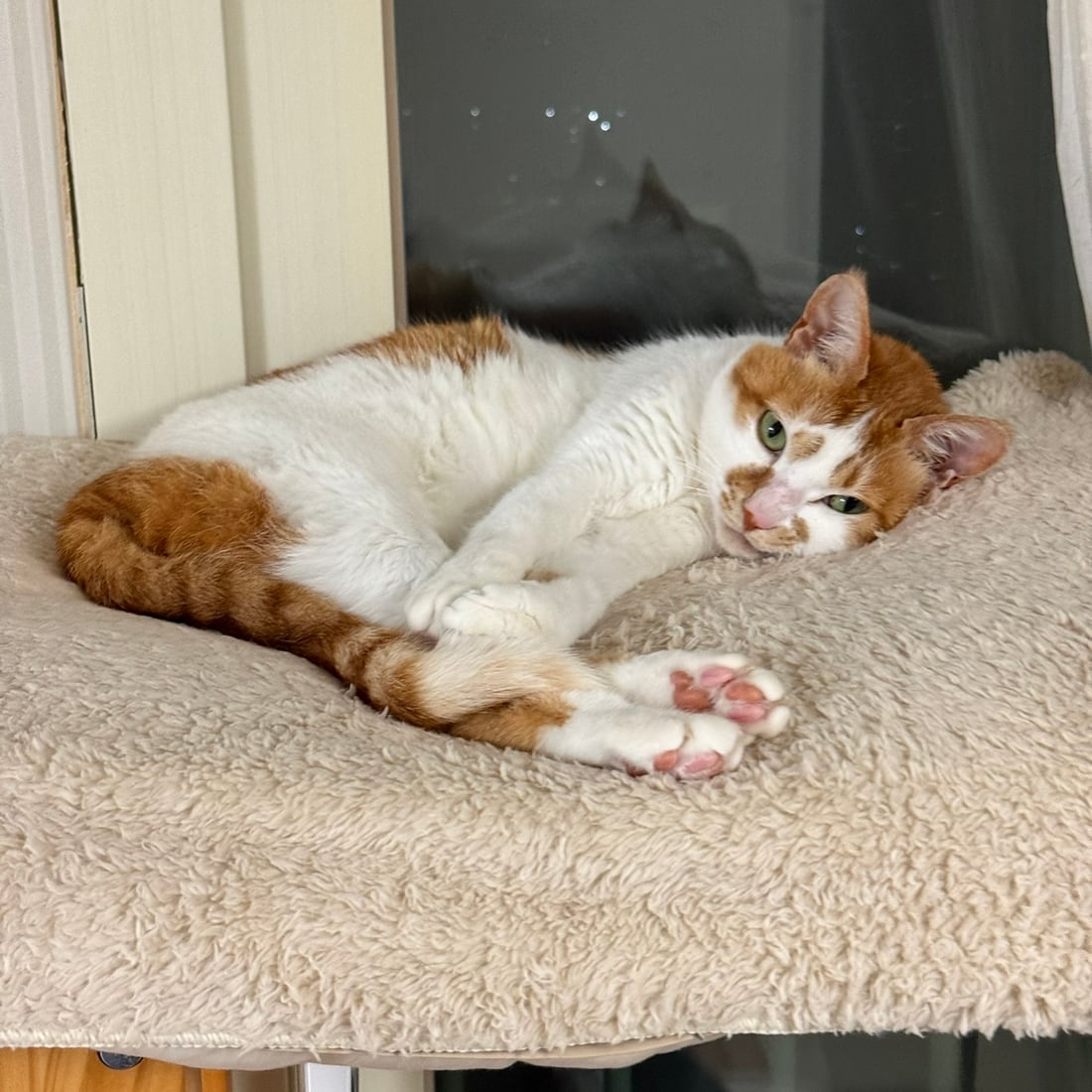Yuja, an orange-and-white cat, stretched out showing her pink paw pads