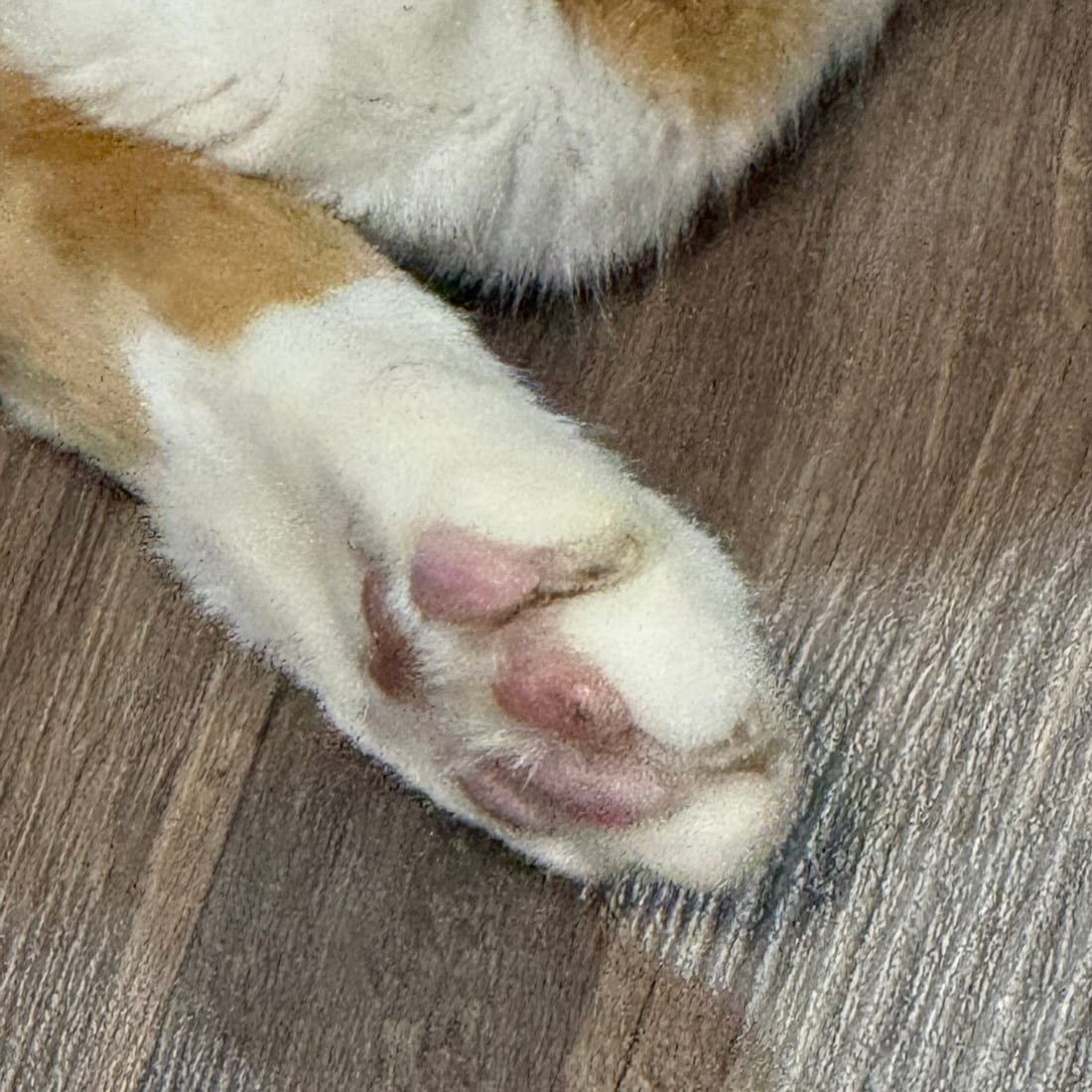 Close-up of Yuja's white front paw with pink paw pads on a wooden floor