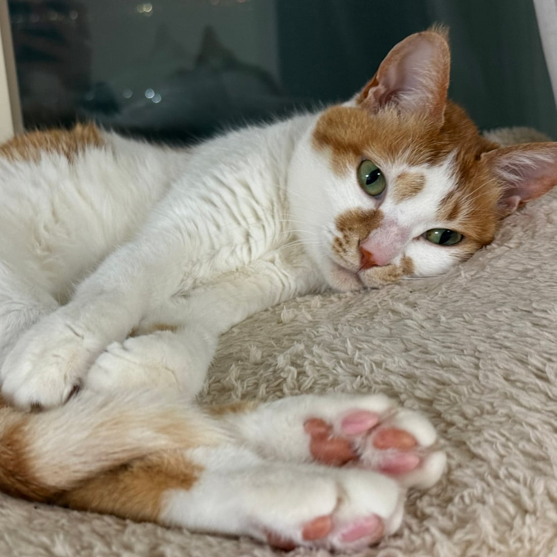 Close-up of Yuja, an orange-and-white cat's front and back paws