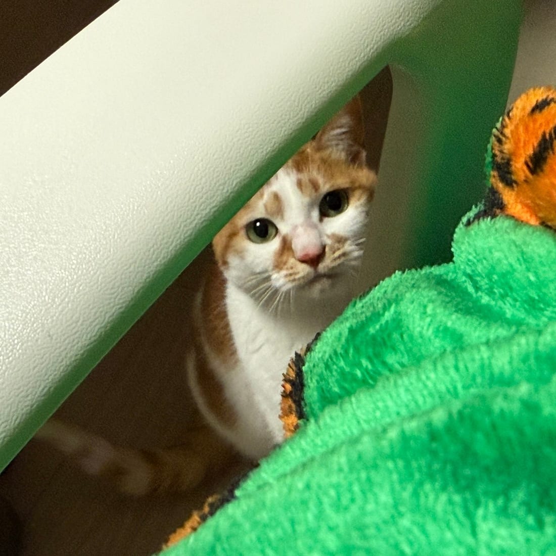 Yuja, an orange and white cat, peeking out from behind a chair and a green blanket