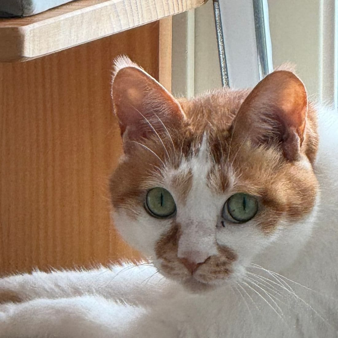 Close-up of Yuja, an orange-and-white cat, with wide green eyes