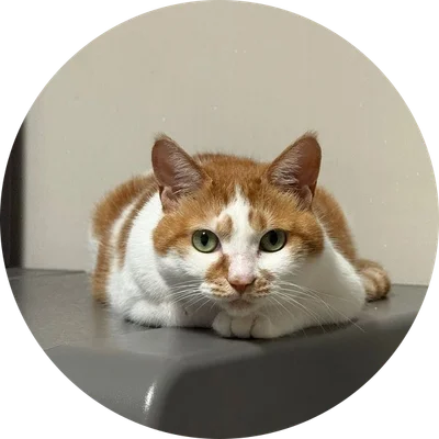 Yuja, an orange-and-white cat, loafing on a gray surface and staring straight at the camera