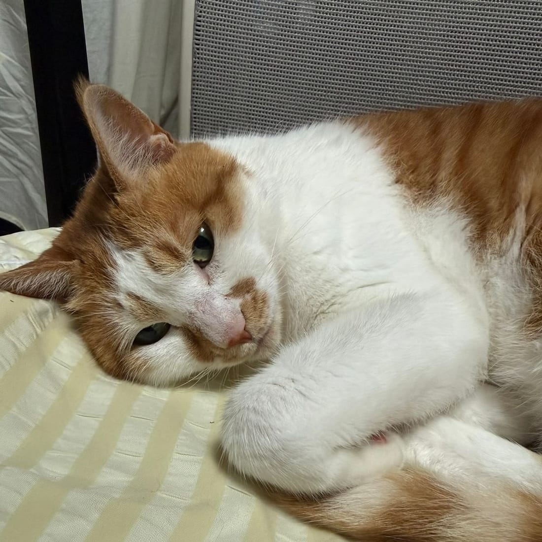 Yuja, an orange-and-white rescue cat, relaxing