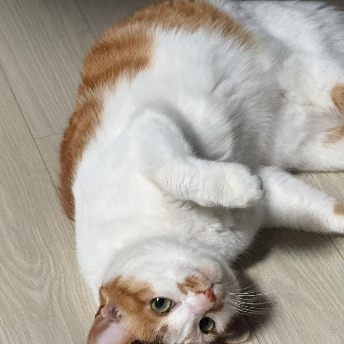 Yuja, an orange and white cat, twisting on her back on the floor