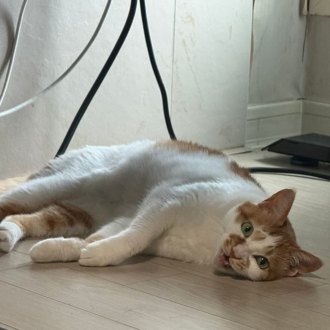 Yuja rolling on her back on the floor