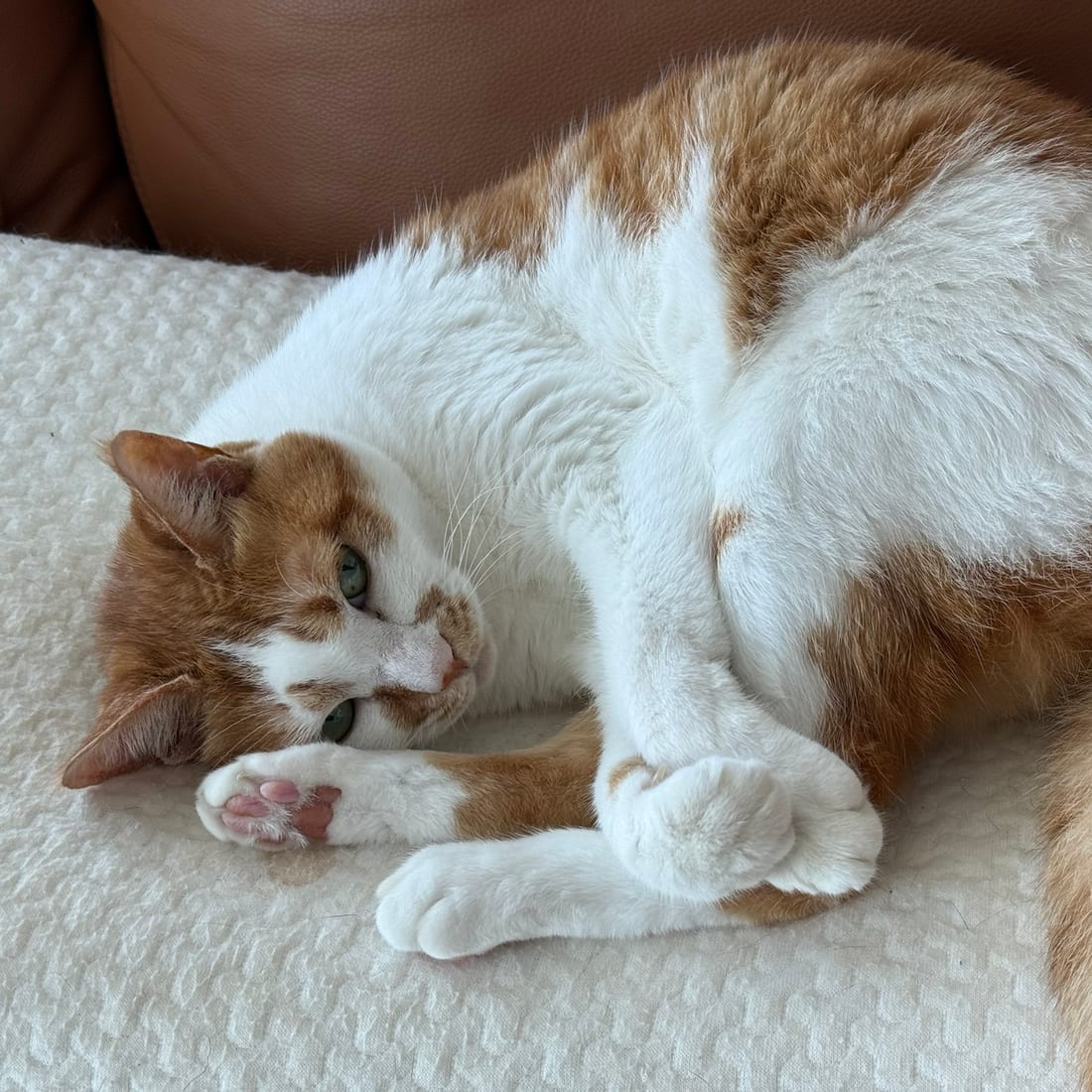 Yuja, an orange and white cat, lying on her side on a cushion