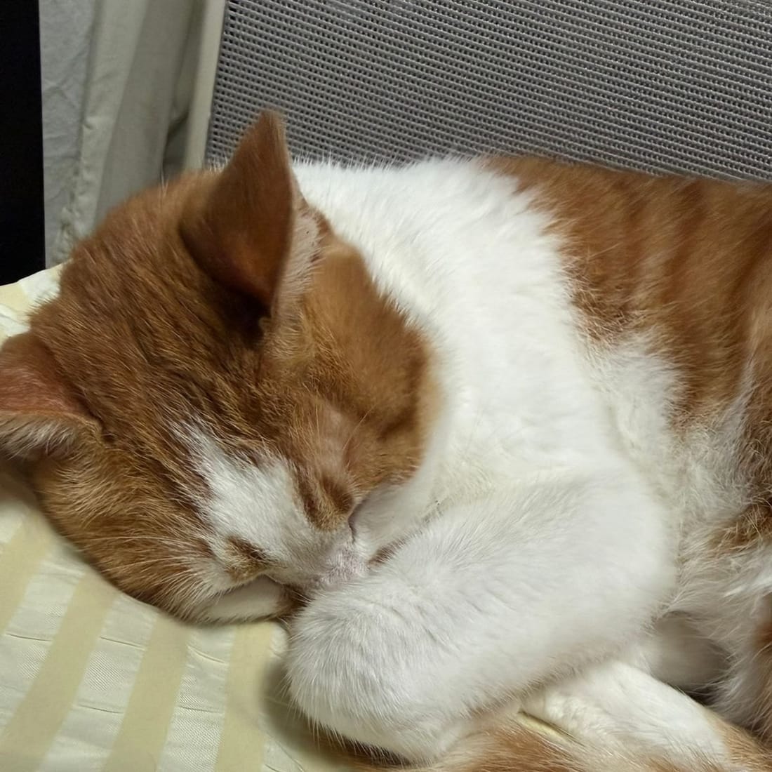 Yuja asleep with her face tucked into her paws