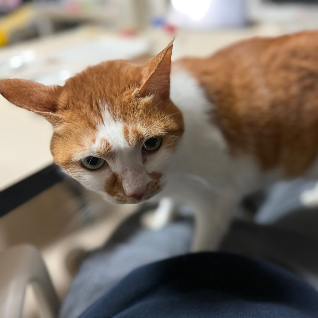 Yuja, an orange-and-white cat, standing and leaning in close