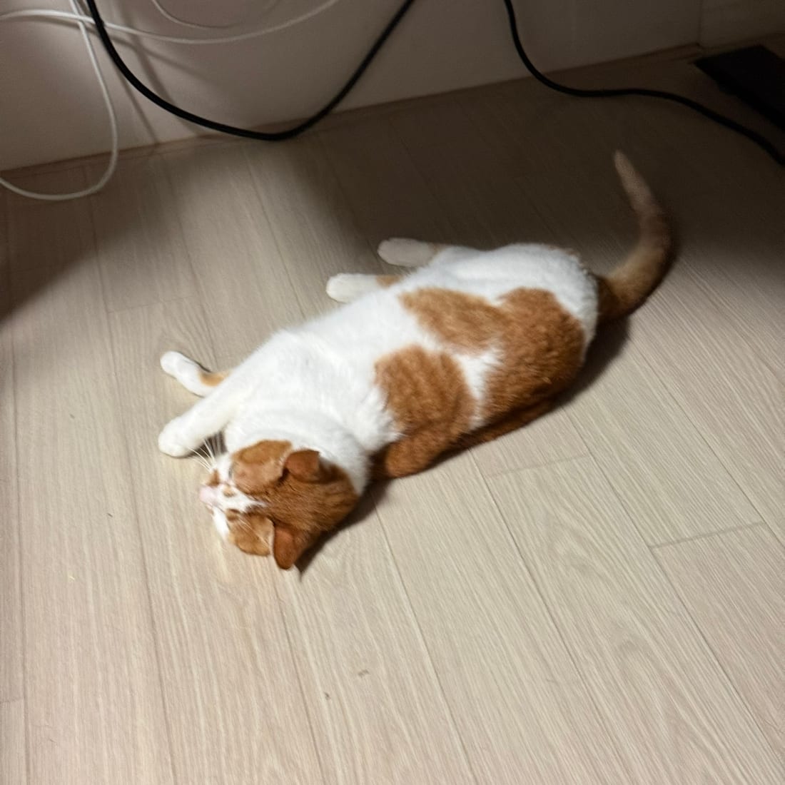 Yuja, an orange and white cat, stretched out flat on the floor