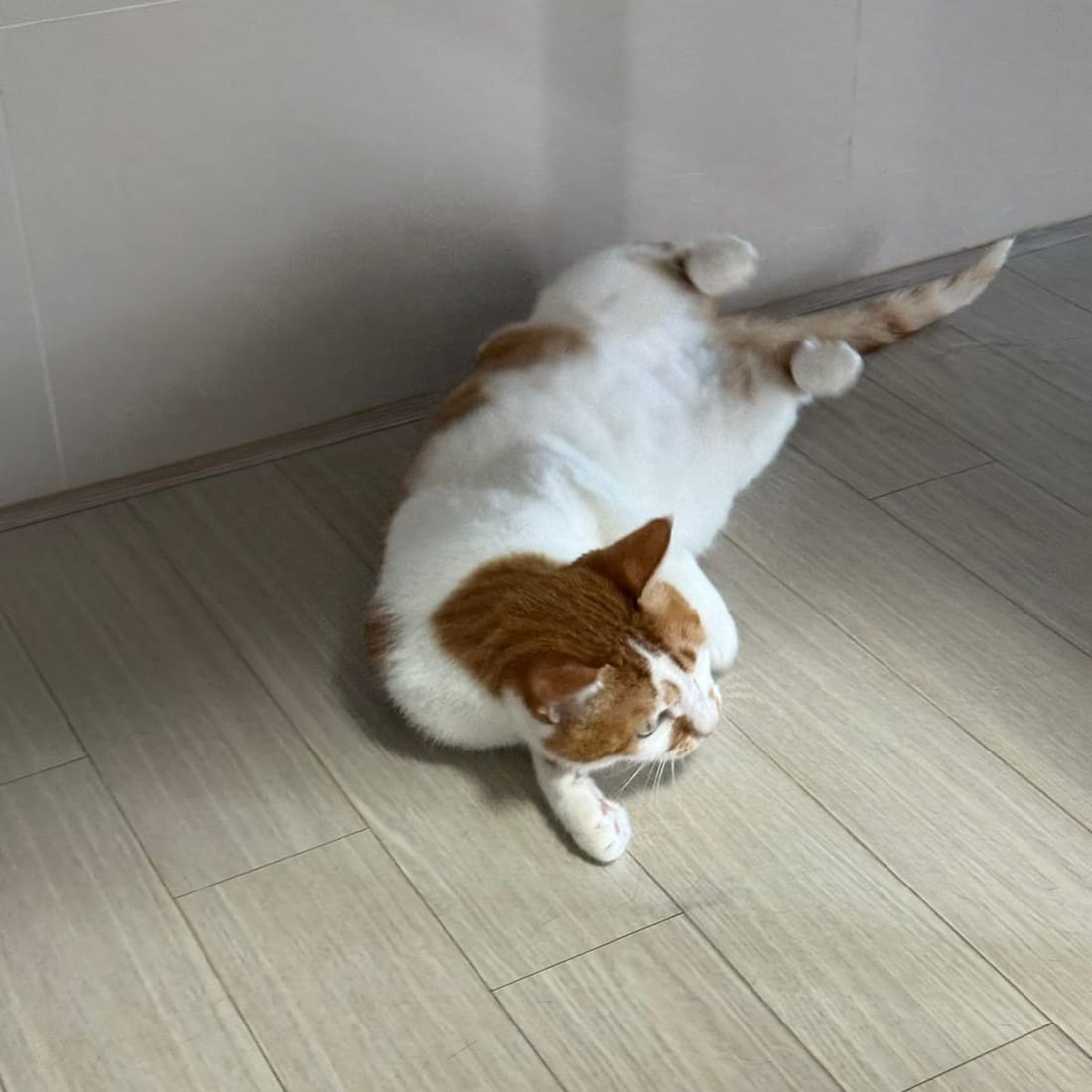 Yuja lying stretched out on the floor, watching the camera