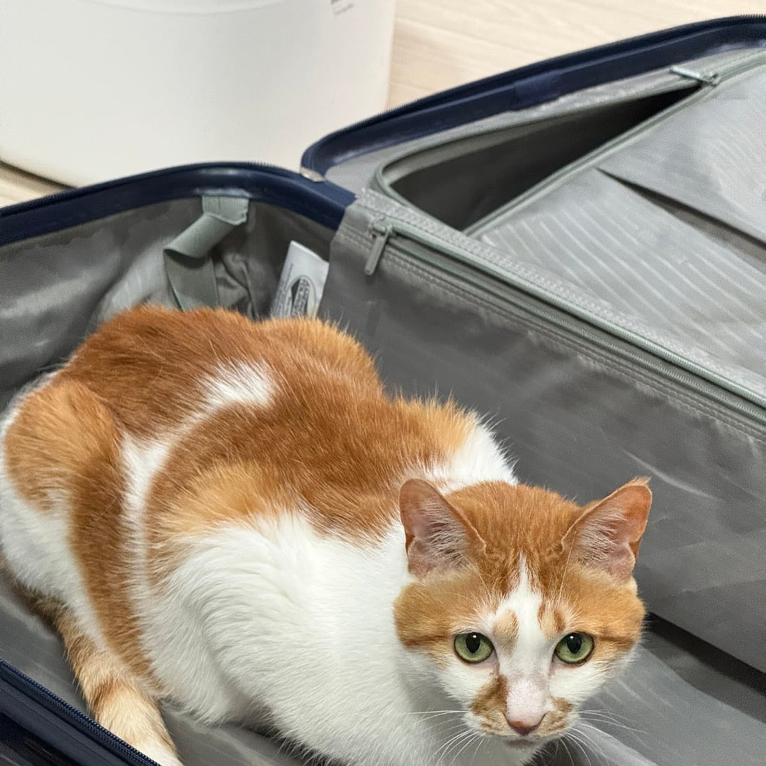 Yuja, an orange-and-white cat, crouched inside a suitcase looking up
