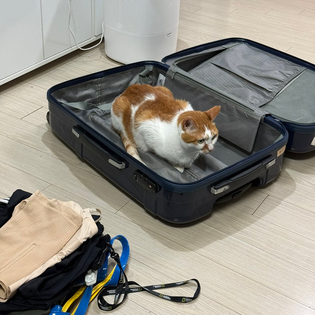 Yuja, an orange-and-white cat, sitting inside an open suitcase