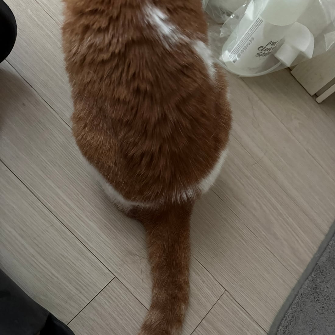 Yuja, an orange-and-white cat, walking away with her tail curled