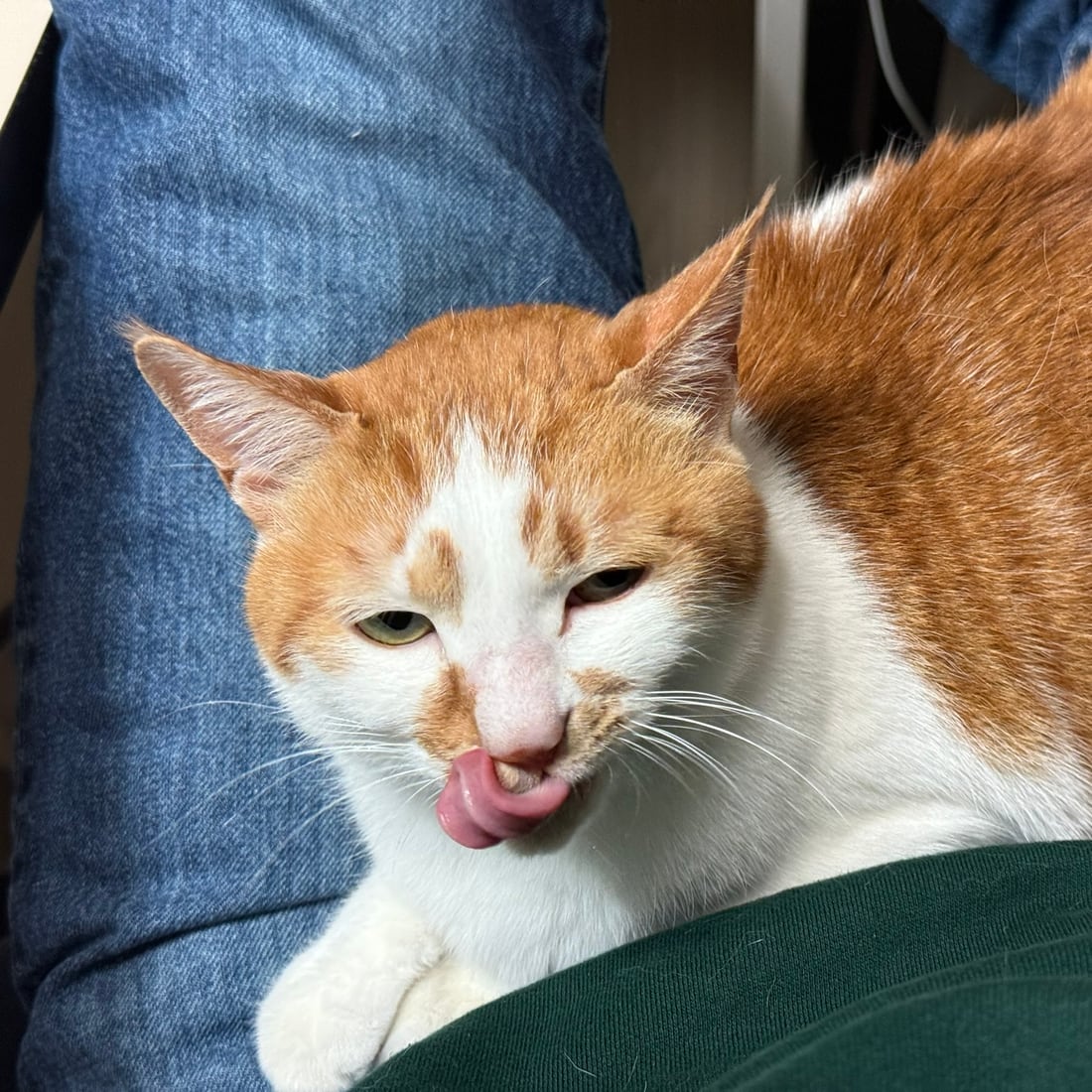 Yuja, an orange-and-white cat, sticking her tongue out
