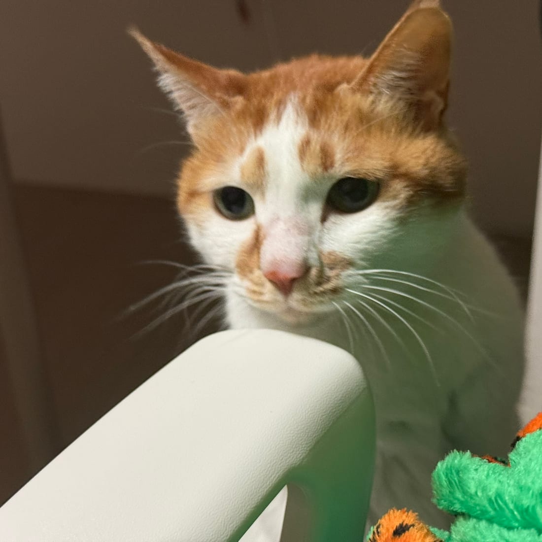 Close-up of Yuja, an orange and white cat, beside a green plush toy