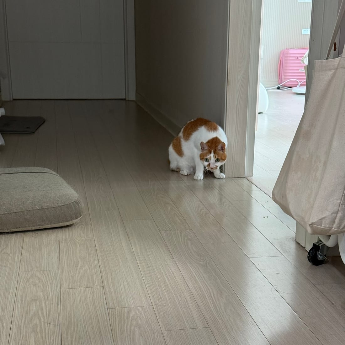 Yuja, an orange and white cat, crouched low and watching a feather toy on the floor