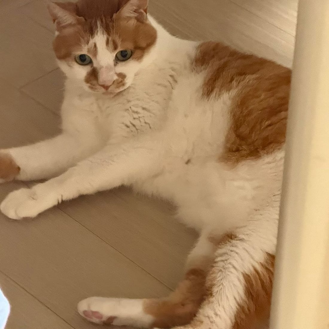 Yuja lying under a table, keeping her distance