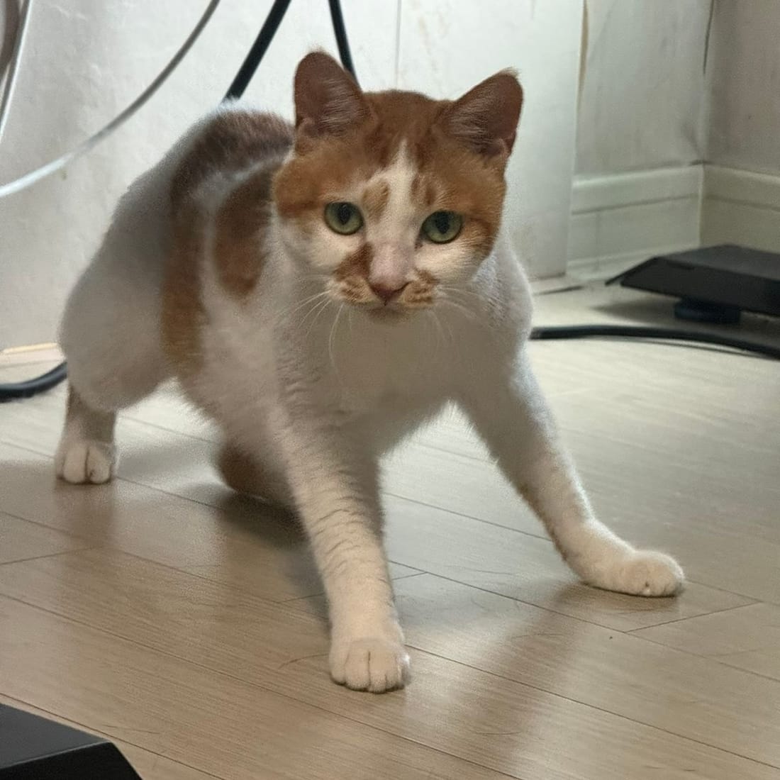 Yuja walking toward the camera with her tail up
