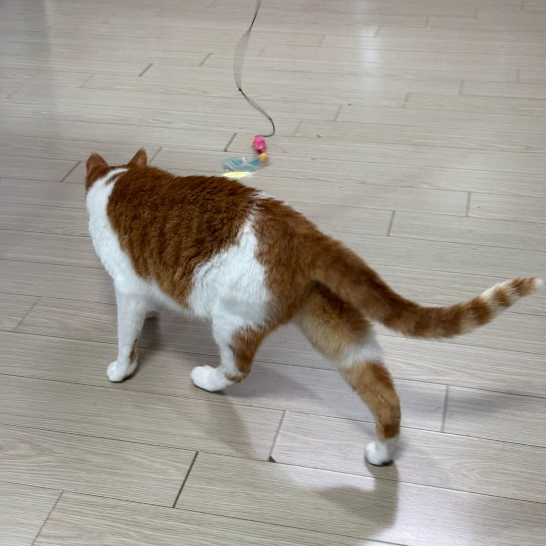 Yuja, an orange and white cat, walking toward a feather wand toy on the floor