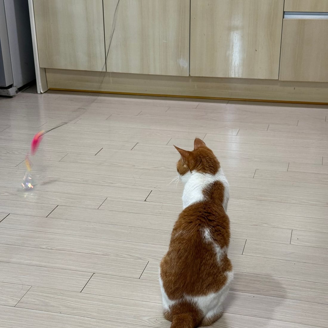 Yuja, an orange and white cat, seen from behind watching a feather toy on the floor