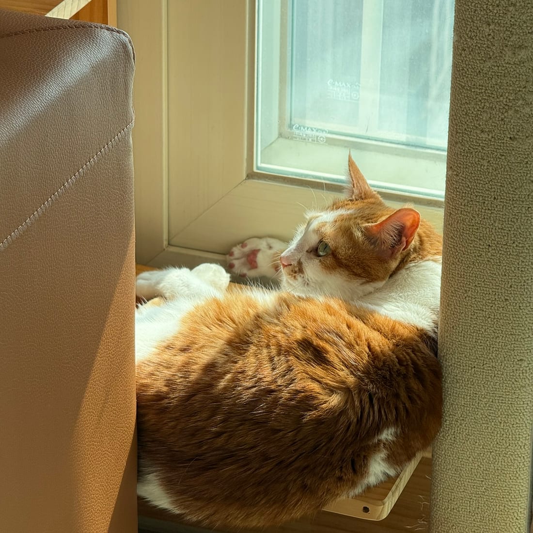 Yuja, an orange and white cat, resting on a perch and looking out a sunlit window