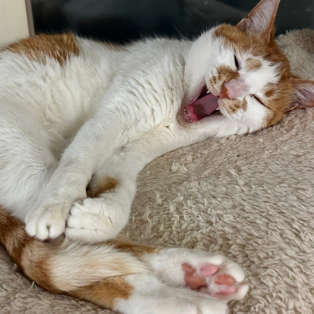 Yuja, an orange-and-white cat, yawning widely while lying down